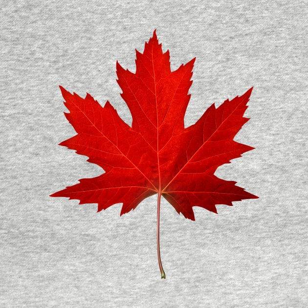 Canadian Maple Leaf by lightidea